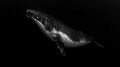   Reverence.Young adult male humpback poses shot. Reverence. Reverence shot  